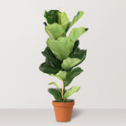 Fiddle Leaf Fig (Ficus lyrata) - Bostan Al Jazeera