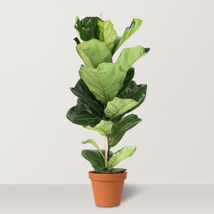 Fiddle Leaf Fig (Ficus lyrata) - Bostan Al Jazeera