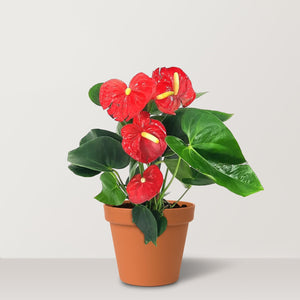 Flamingo lily (Anthurium Andraeanum) - Bostan Al Jazeera