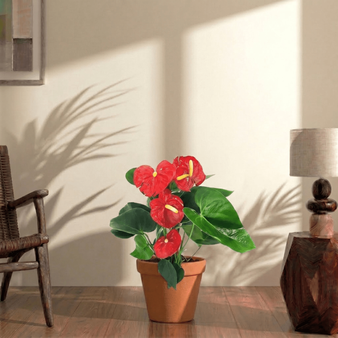 Flamingo lily (Anthurium Andraeanum) - Bostan