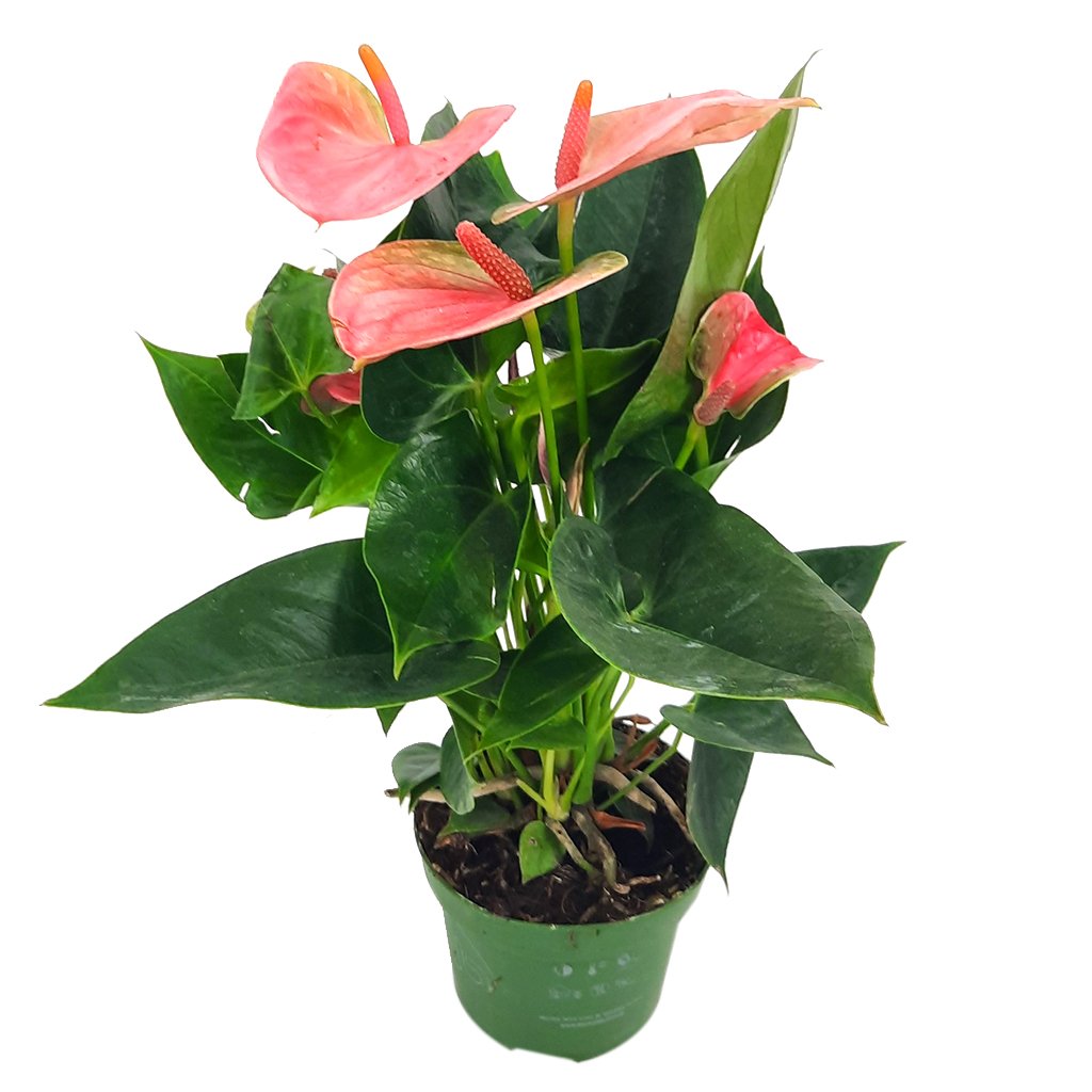 Flamingo lily (Anthurium Andraeanum) - Bostan Al Jazeera