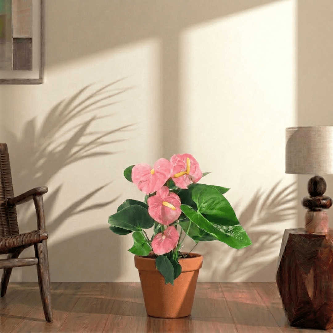 Flamingo lily (Anthurium Andraeanum)