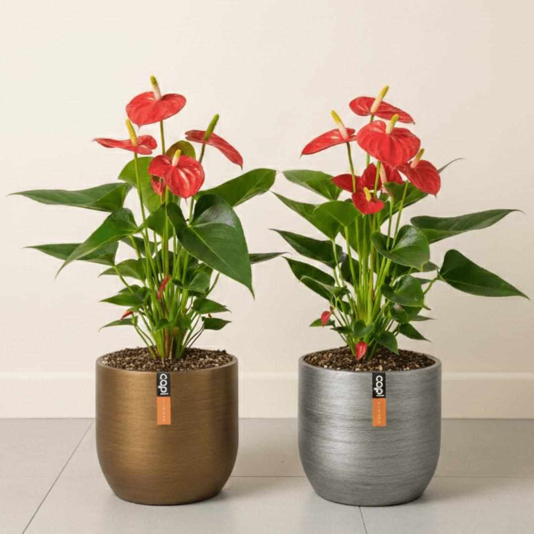 Flamingo Pair - Bostan Al Jazeera