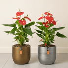 Flamingo Pair - Bostan Al Jazeera