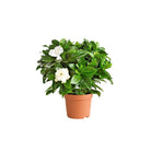 Gardenia Jasminoides - Bostan Al Jazeera