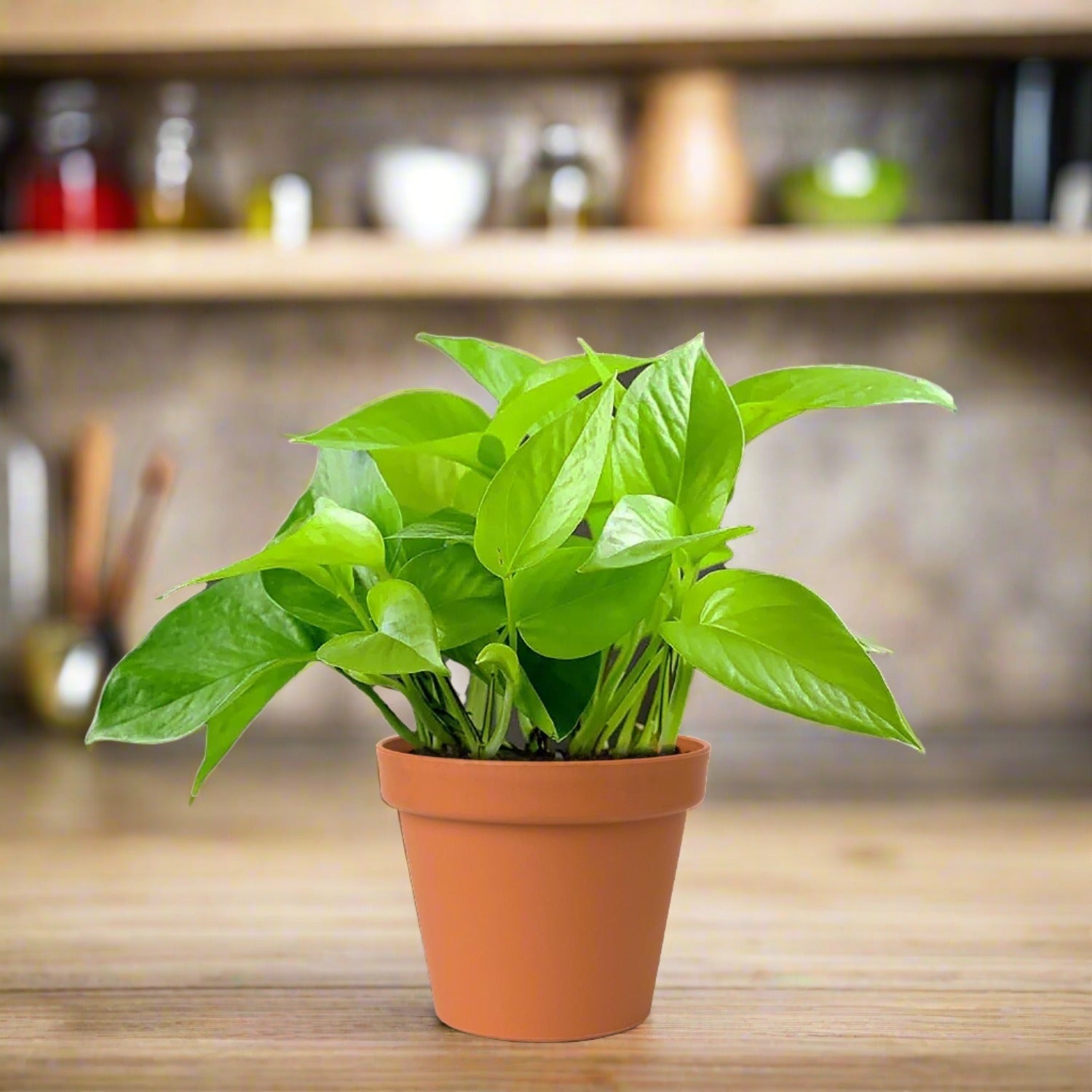 Golden Pothos - Bostan Al Jazeera