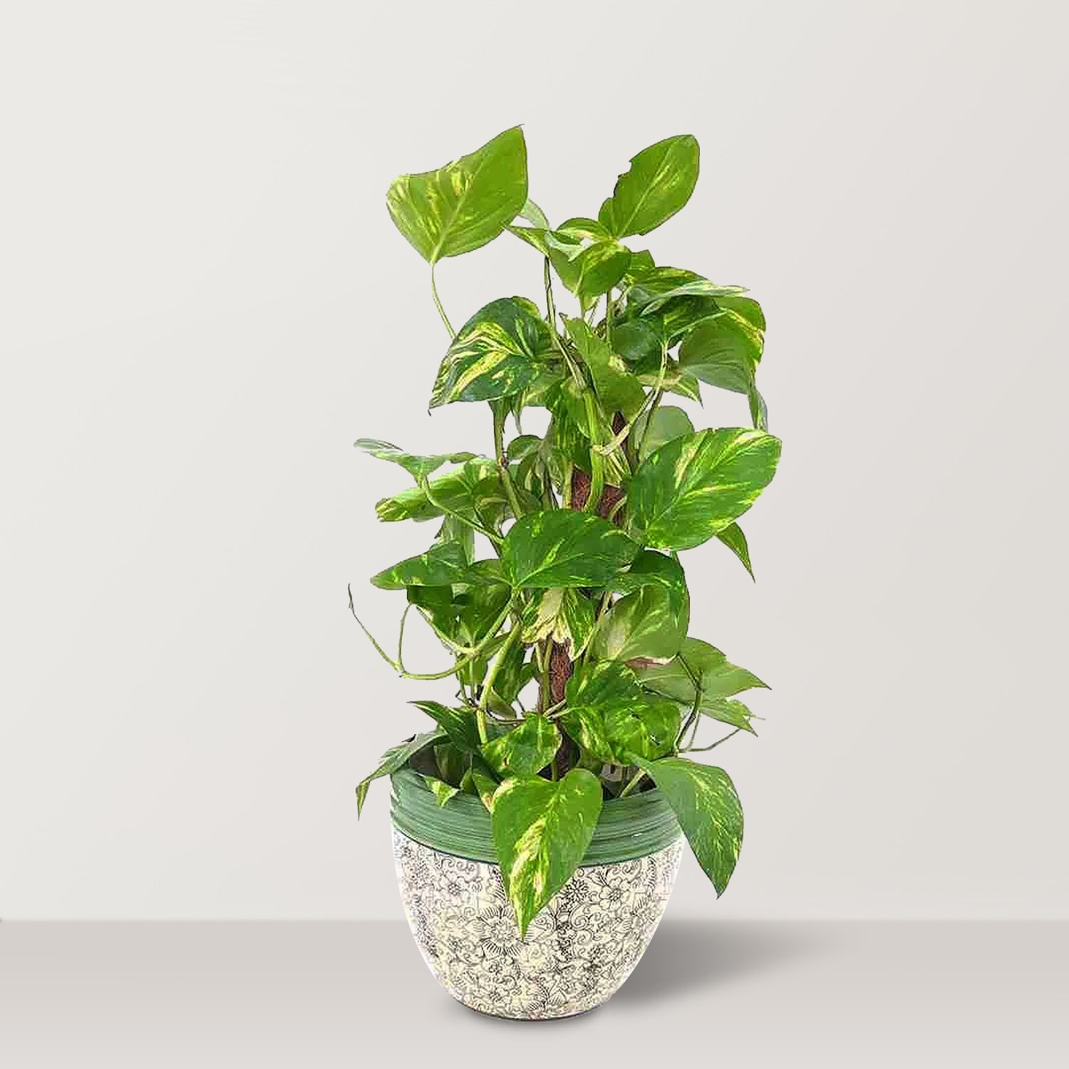 Golden Pothos vertical with Ceramic Pot (Epipremnum aureum) - Bostan Al Jazeera
