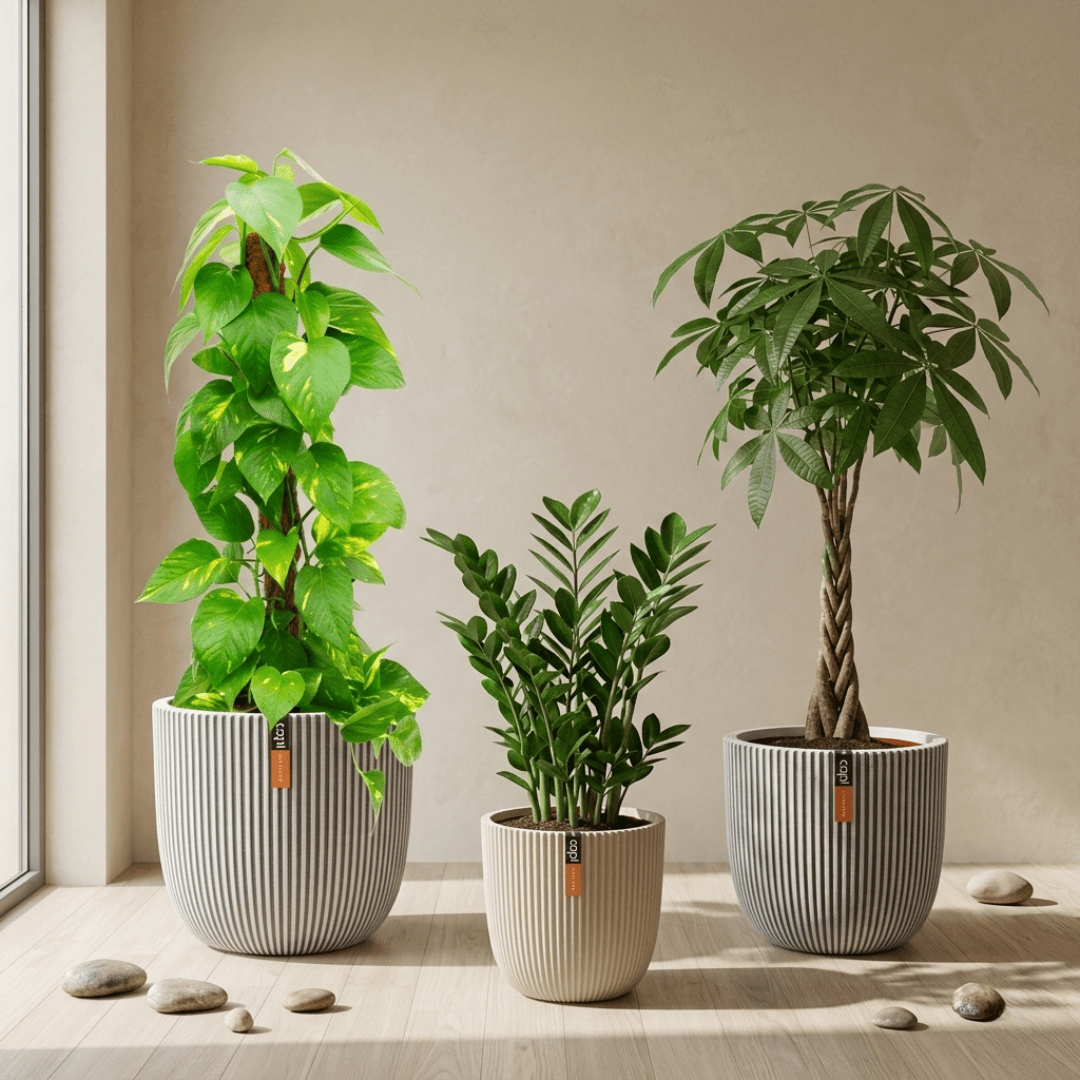 Good Luck Set - Bostan Al Jazeera