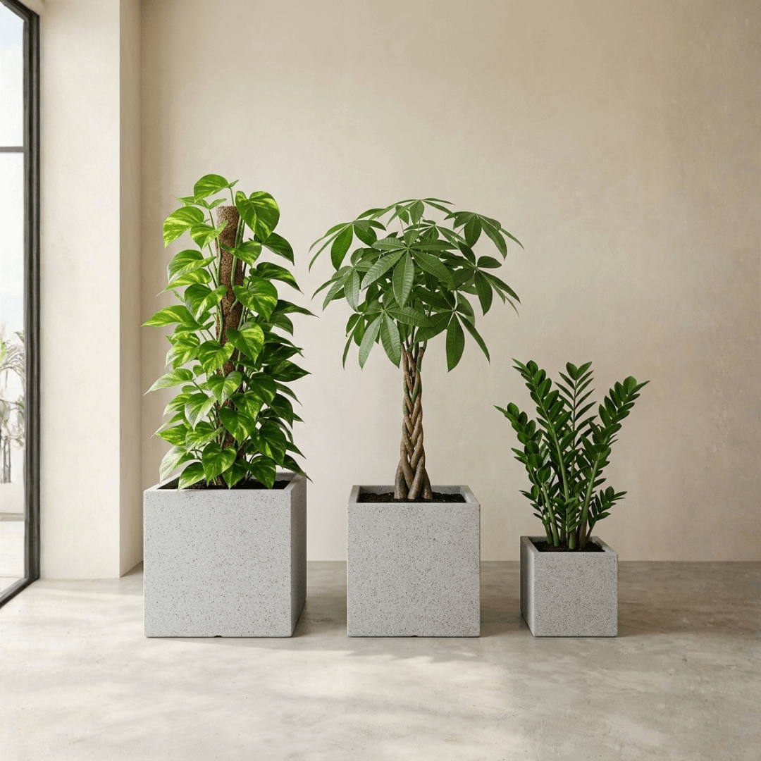 Good Luck Set - Bostan Al Jazeera