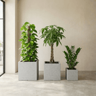 Good Luck Set - Bostan Al Jazeera