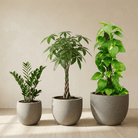 Good Luck Set - Bostan Al Jazeera