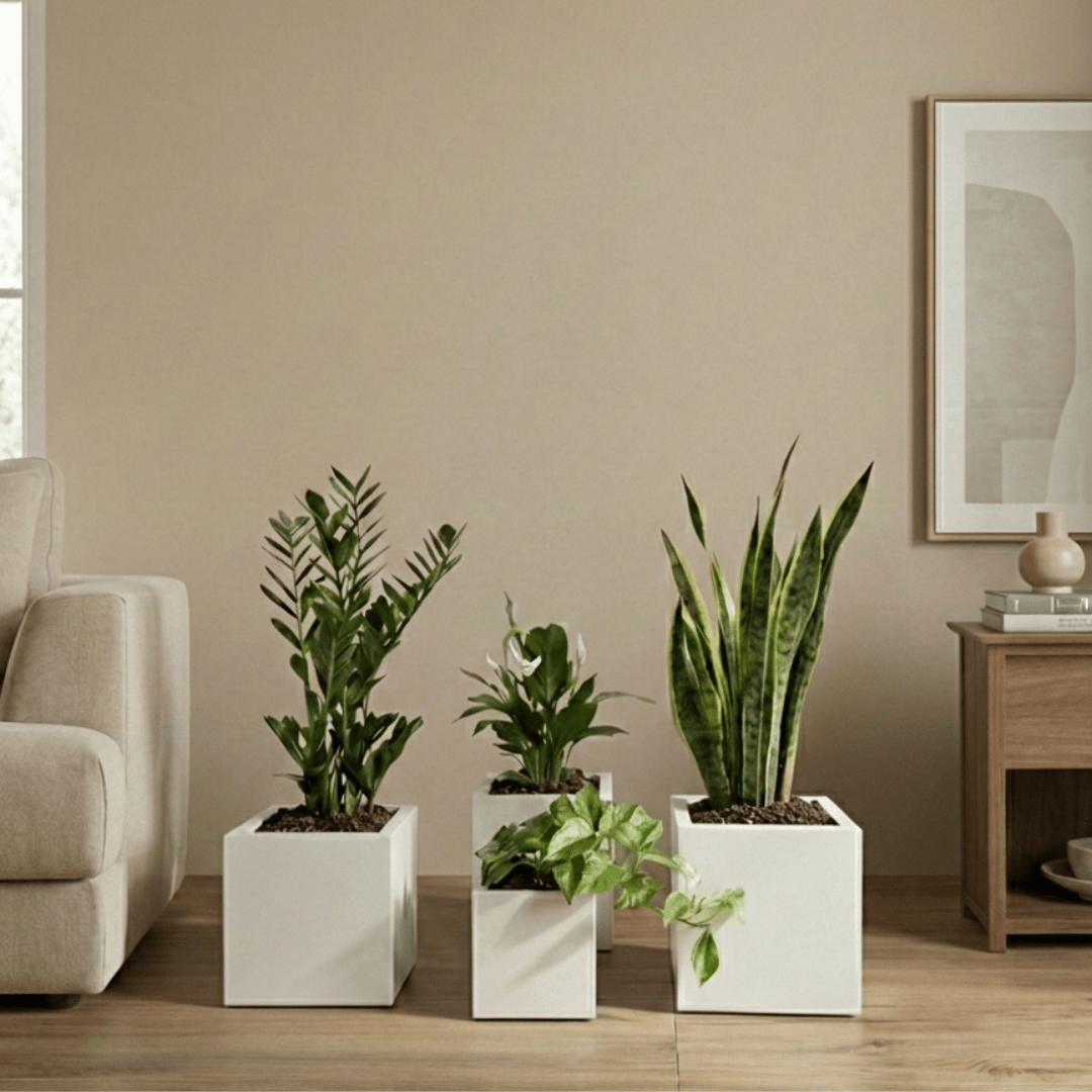 Goodnight Set - Bostan Al Jazeera