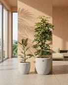 Green Living Set - Bostan
