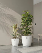 Green Living Set - Bostan