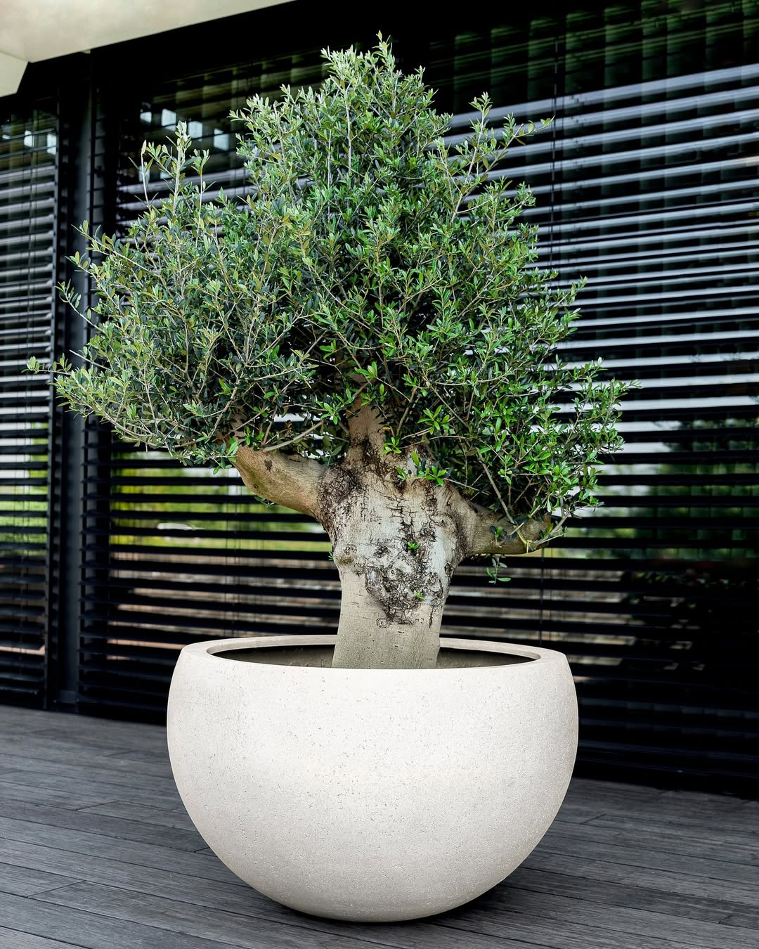 Grigio Elena - Bostan Al Jazeera