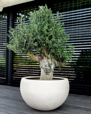 Grigio Elena - Bostan Al Jazeera