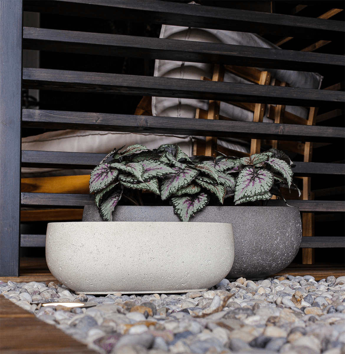 Grigio Longtail - Bostan Al Jazeera