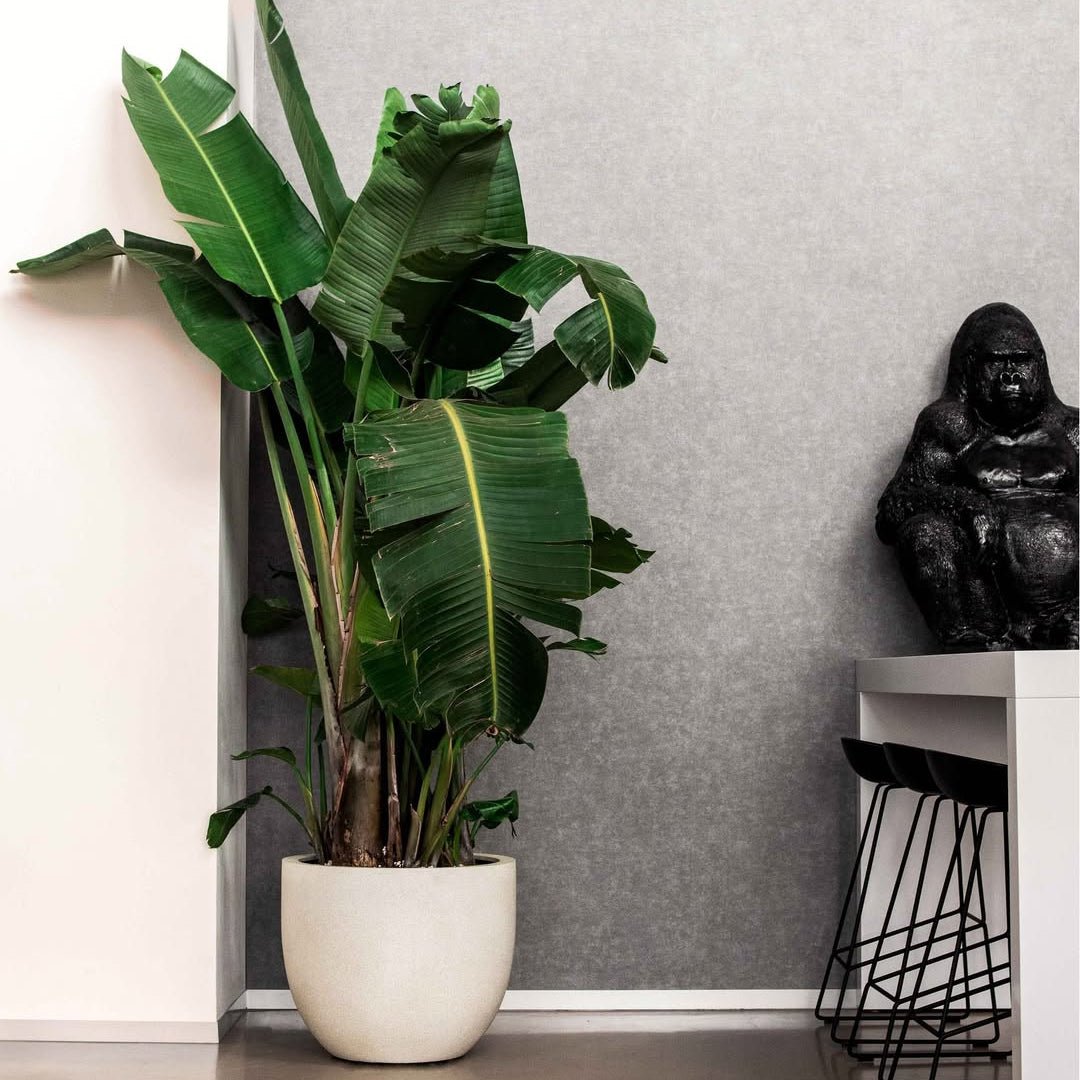 Grigio New Egg Pot - Bostan Al Jazeera