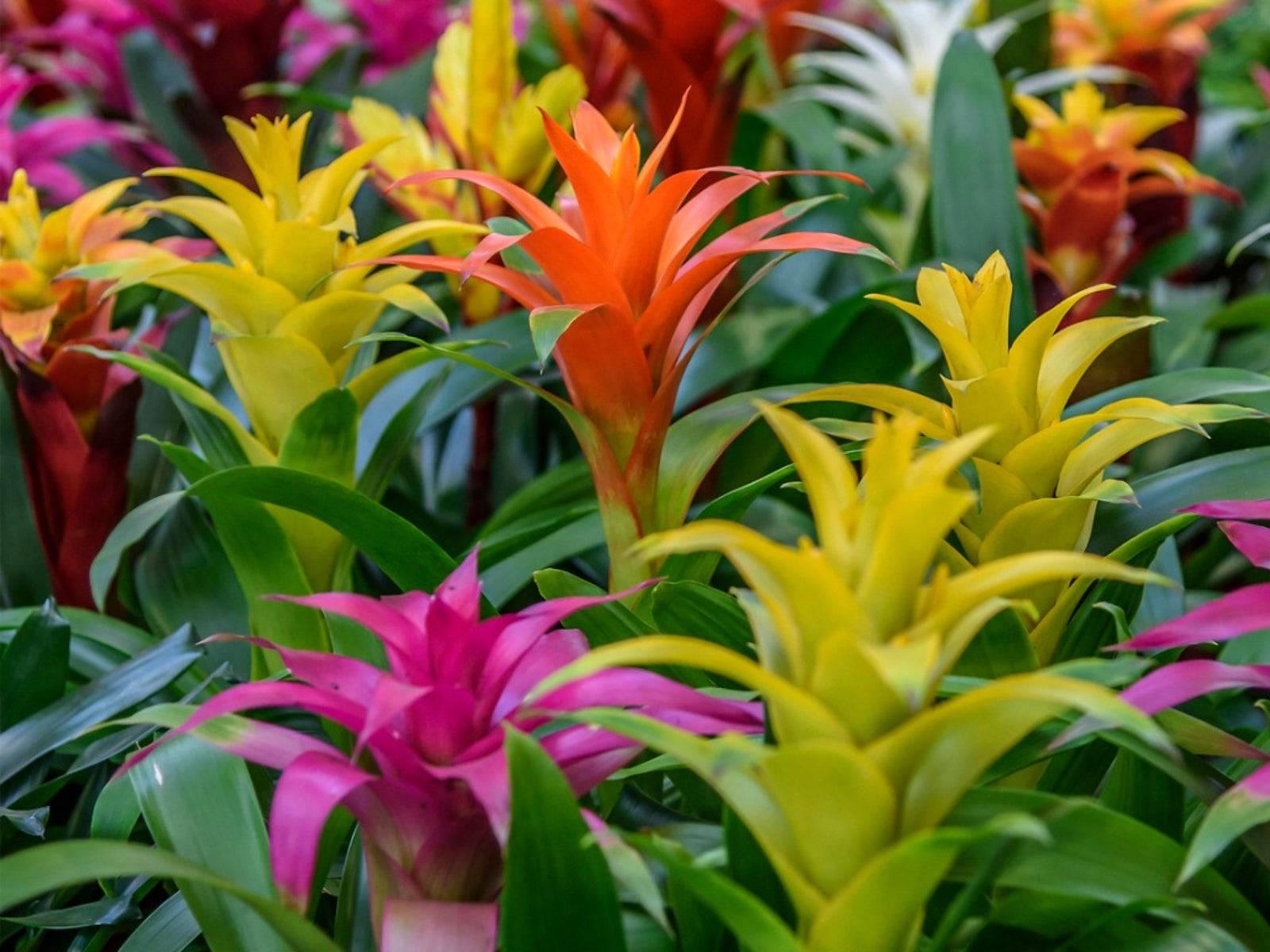 Guzmania bromeliads - Bostan Al Jazeera