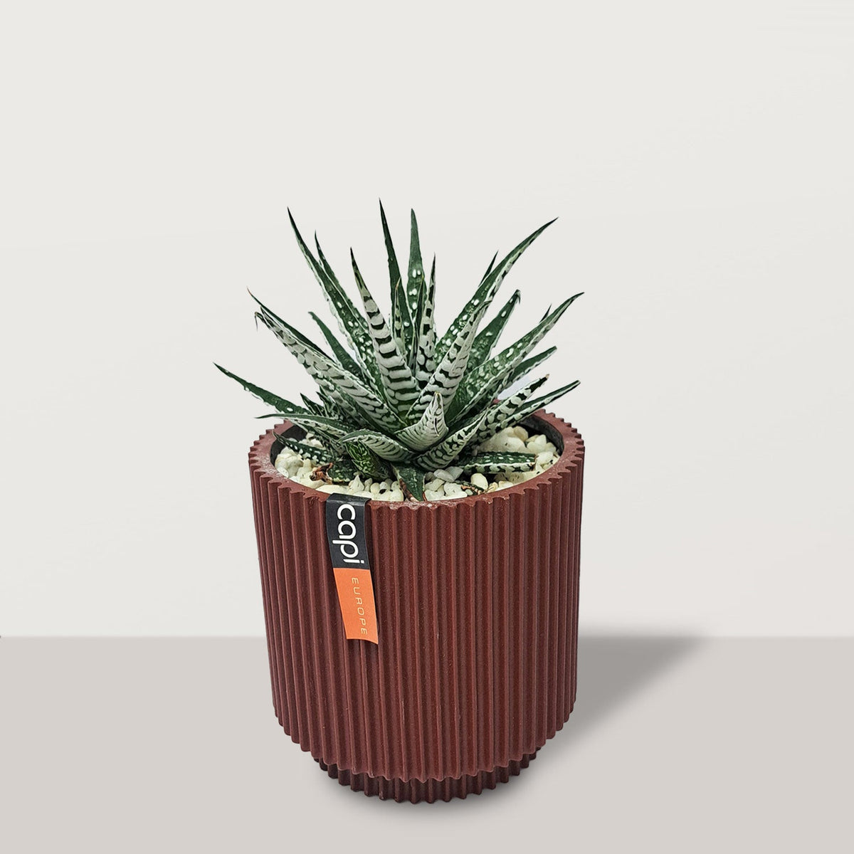 Planters Riyadh Haworthia with Pot | Plant Pots & Planters Riyadh | Bostan