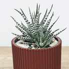 Haworthia with Pot - Bostan Al Jazeera