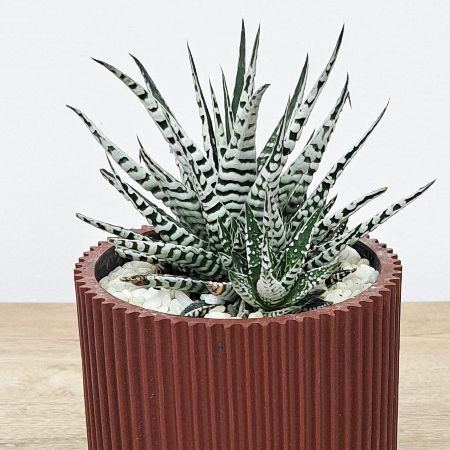 Haworthia with Pot - Bostan Al Jazeera