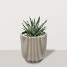 Haworthia with Pot - Bostan Al Jazeera