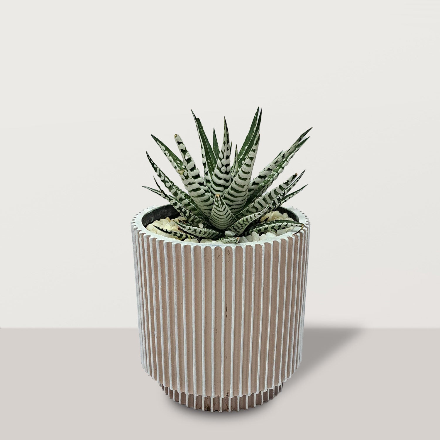 Haworthia with Pot - Bostan Al Jazeera