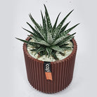 Haworthia with Pot - Bostan Al Jazeera