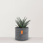 Haworthia with Pot - Bostan Al Jazeera