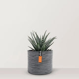 Haworthia with Pot - Bostan Al Jazeera