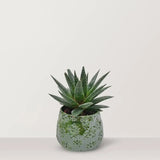 Haworthia with Pot - Bostan Al Jazeera