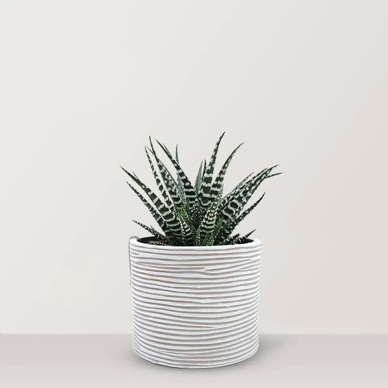 Haworthia with white capi pot