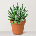 Haworthia (Zebra Cactus) - Bostan Al Jazeera