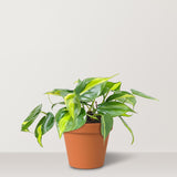 Heart Leaf (Phillodendran hederaceum) - Bostan Al Jazeera