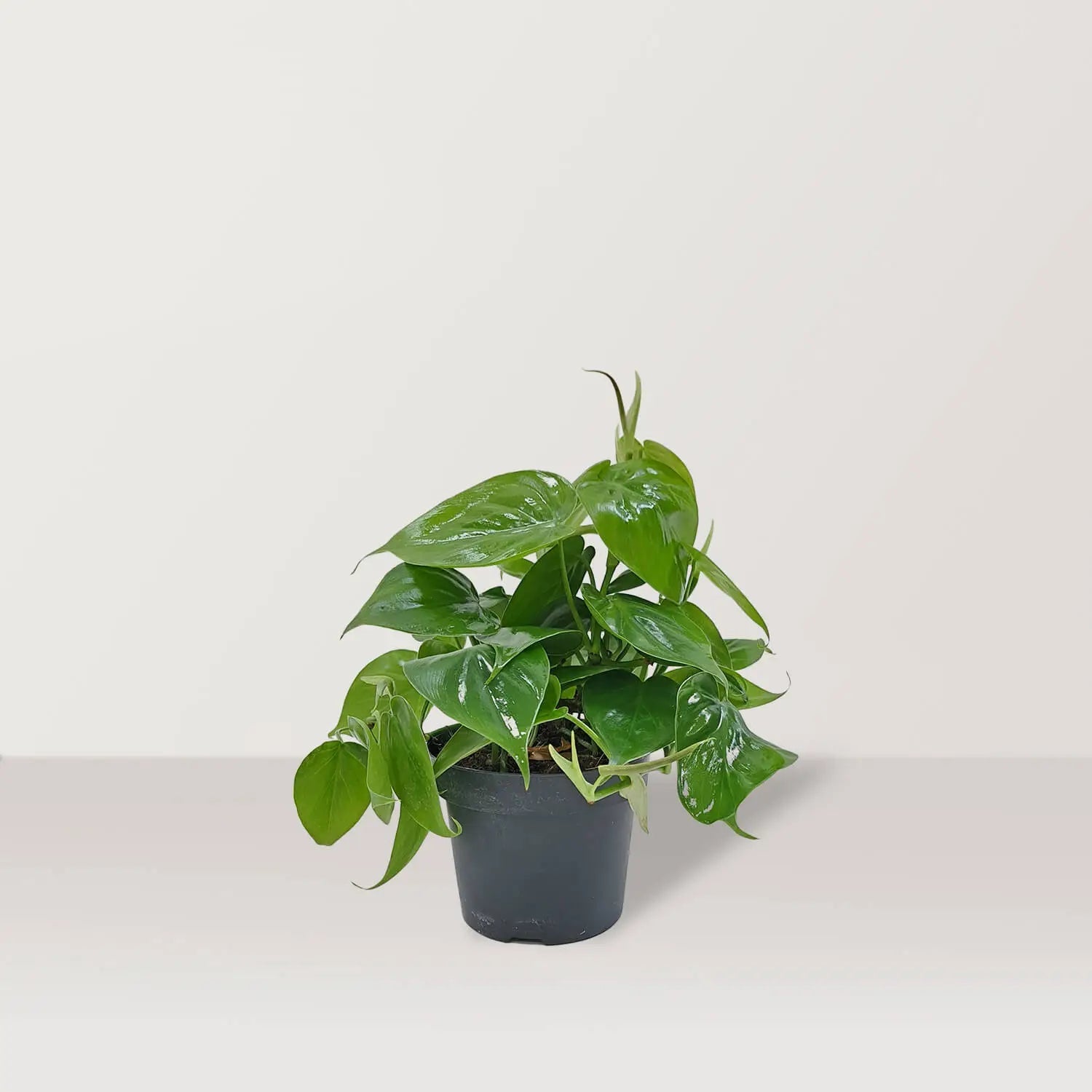 Heart Leaf (Phillodendran hederaceum) - Bostan Al Jazeera