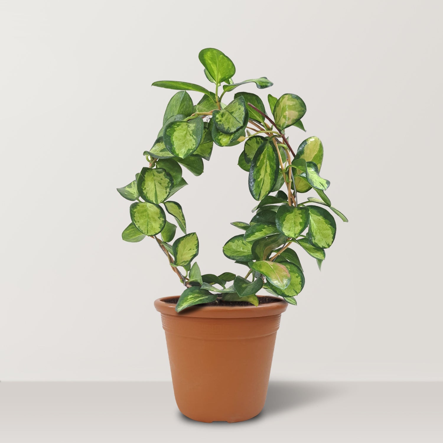 Hoya carnosa Variegata - Bostan Al Jazeera