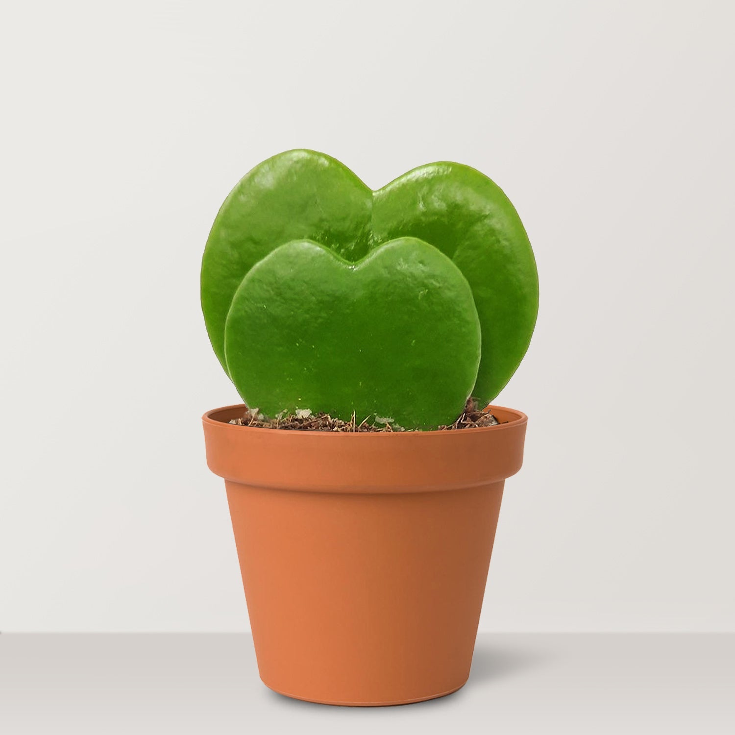 Hoya kerrii Craib Double (Valentine Hoya) - Bostan Al Jazeera