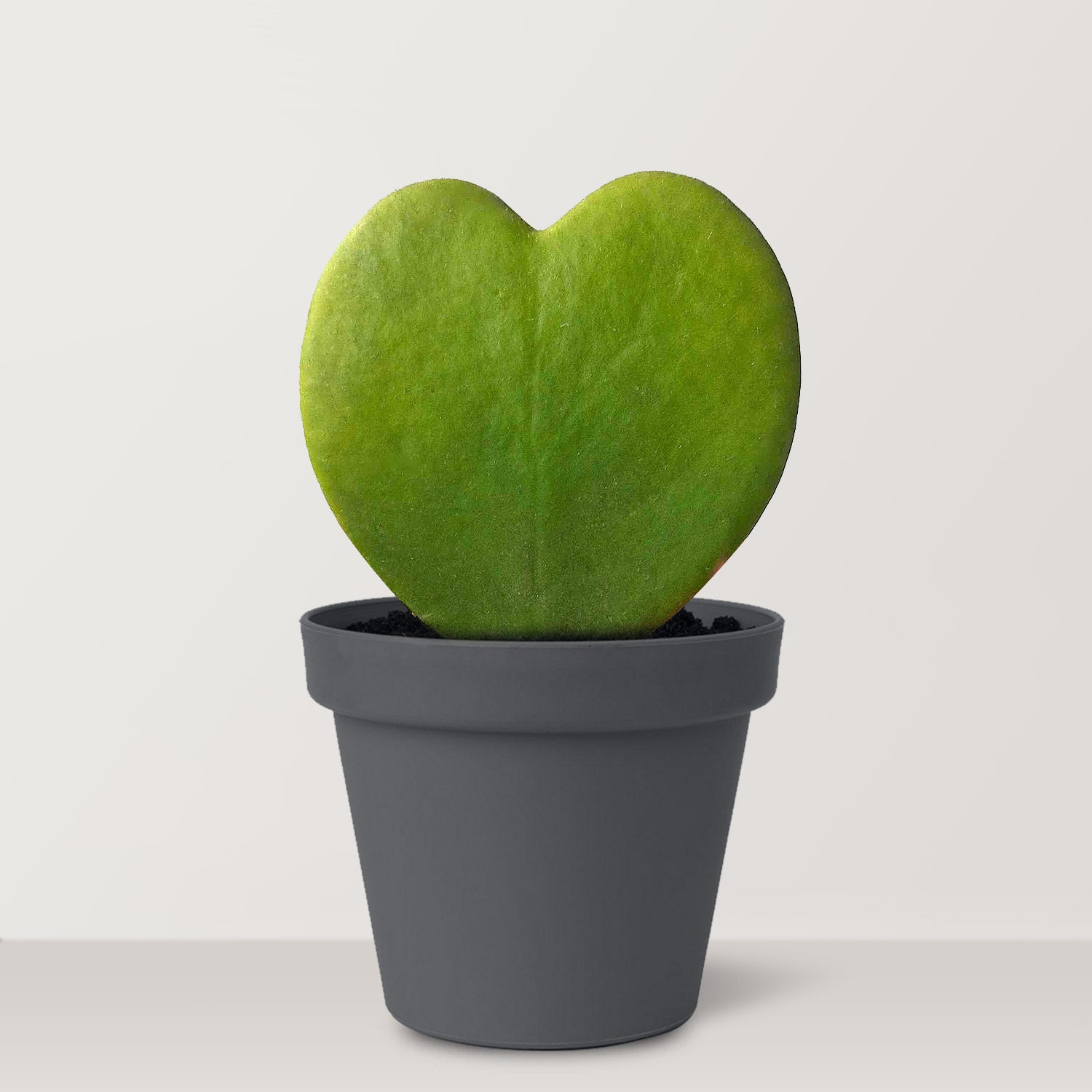 Hoya kerrii Craib Double (Valentine Hoya) - Bostan Al Jazeera
