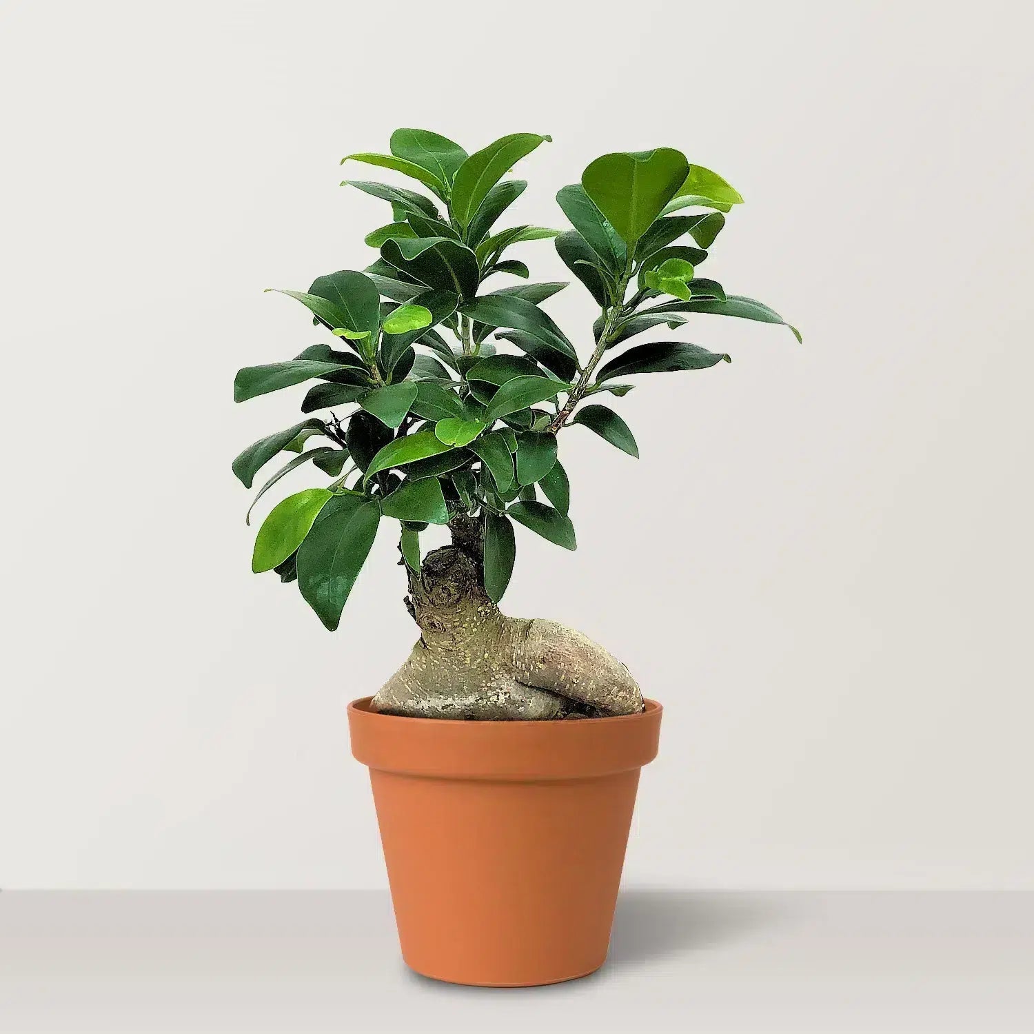 Indian Laurel (Ficus microcarpa Ginseng) - Bostan Al Jazeera