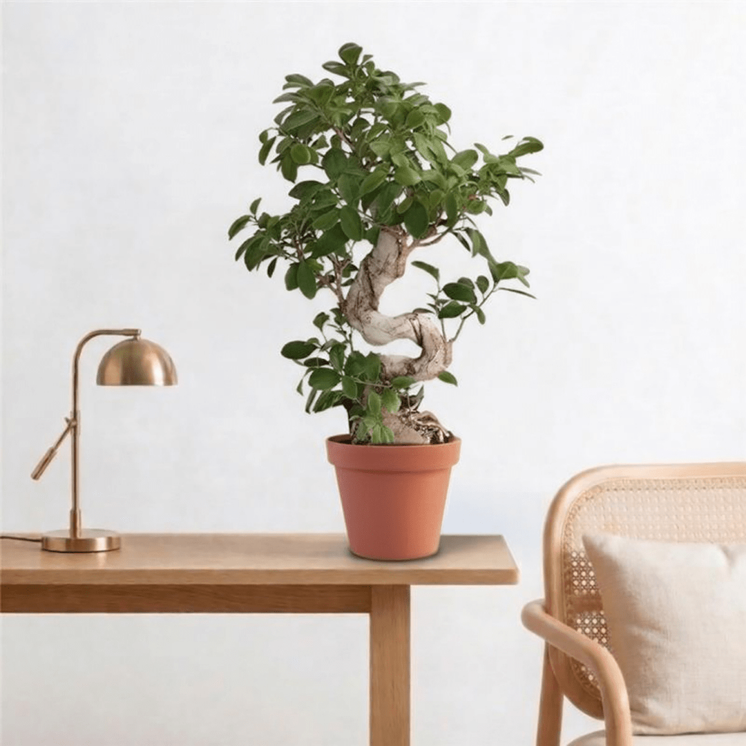 Indian Laurel (Ficus microcarpa Ginseng) - Bostan