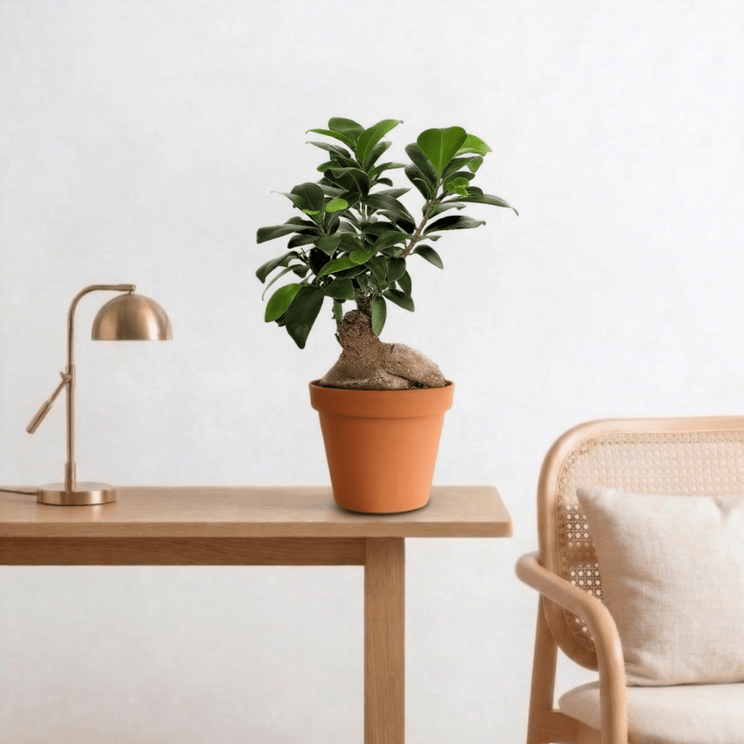 Indian Laurel (Ficus microcarpa Ginseng) - Bostan