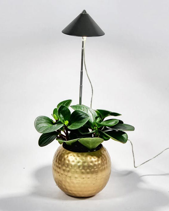 iSUN Pole Grow Light - Bostan Al Jazeera