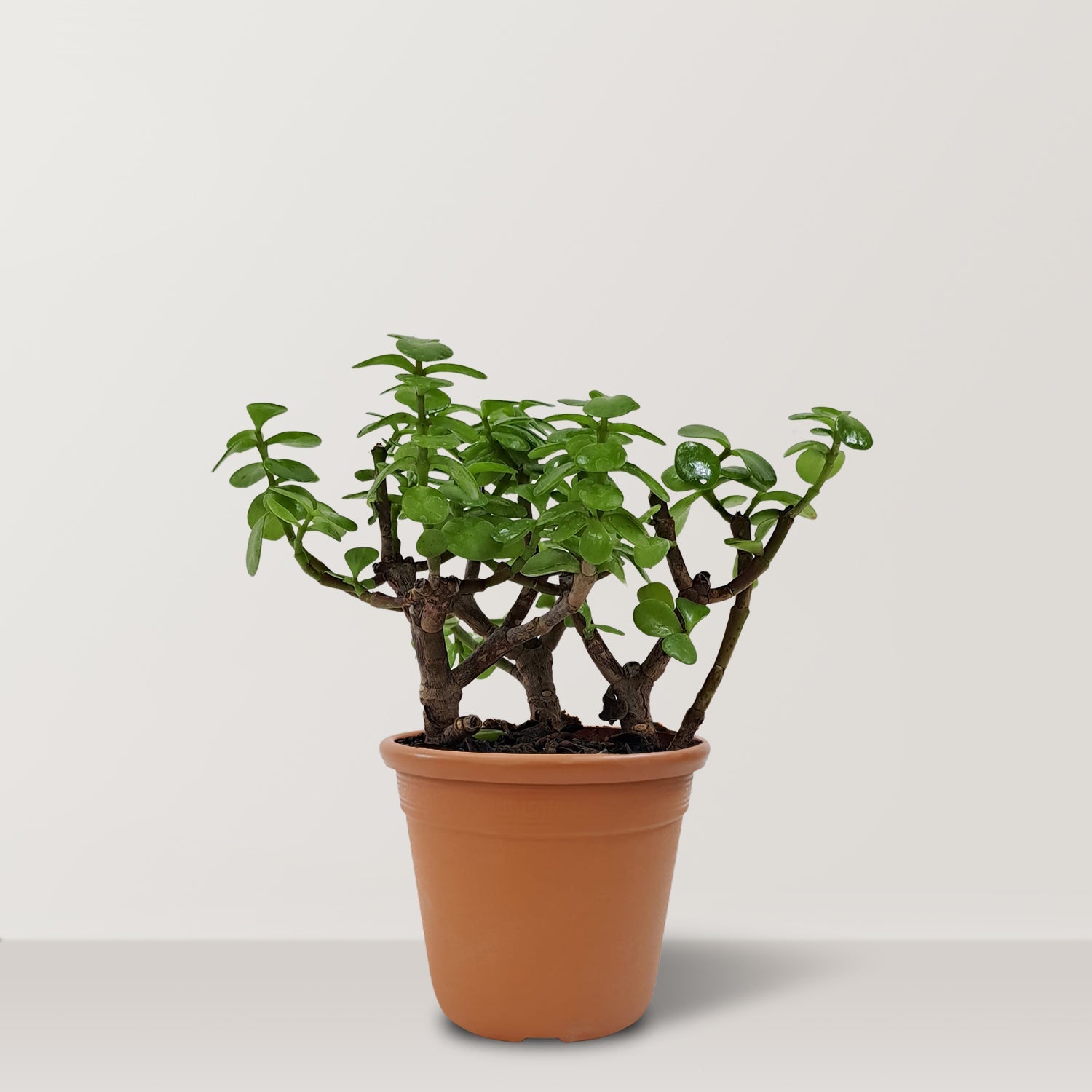 Jade Plant (Portulacaria afra) - Bostan Al Jazeera