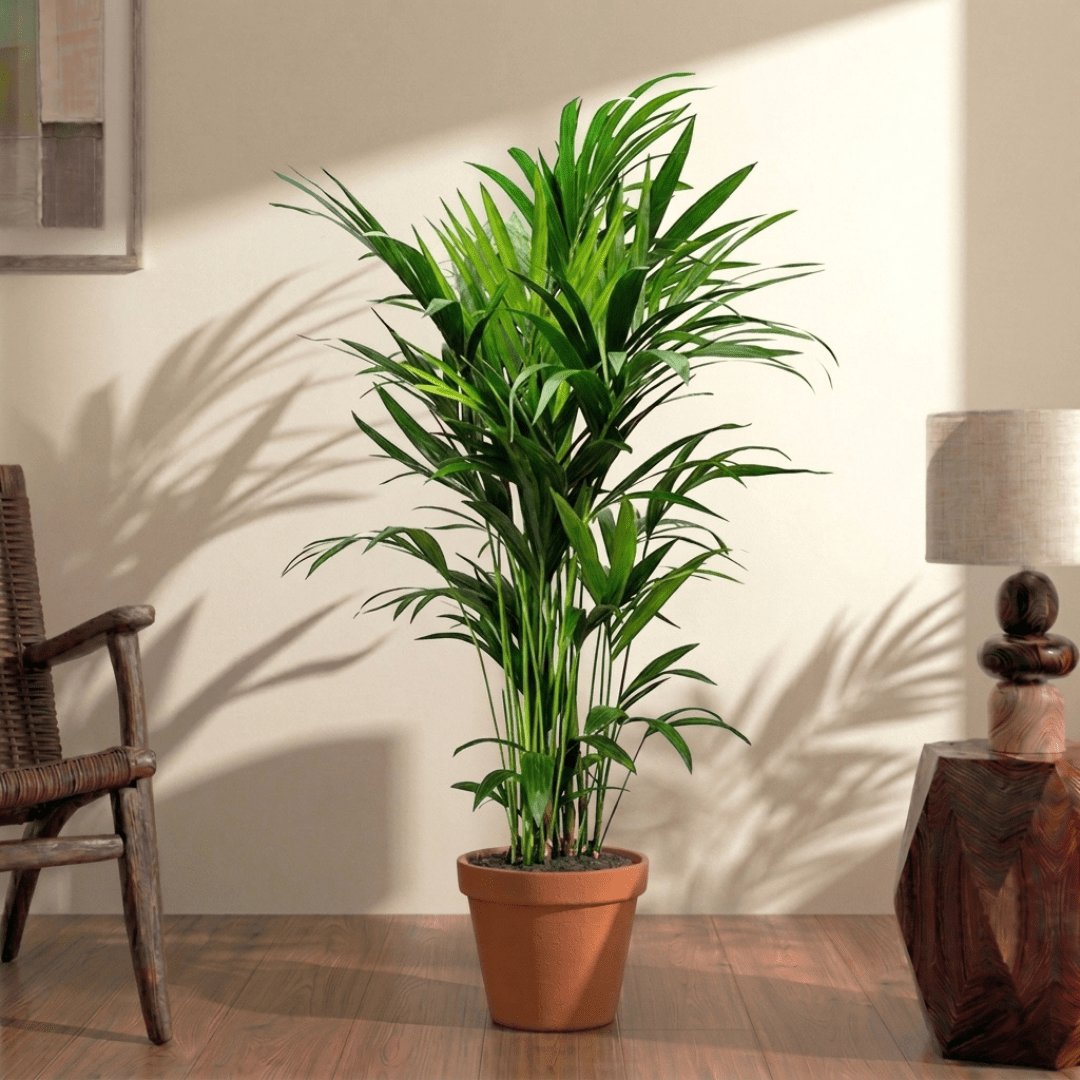 Kentia Palm (Howea forsteriana) - Bostan