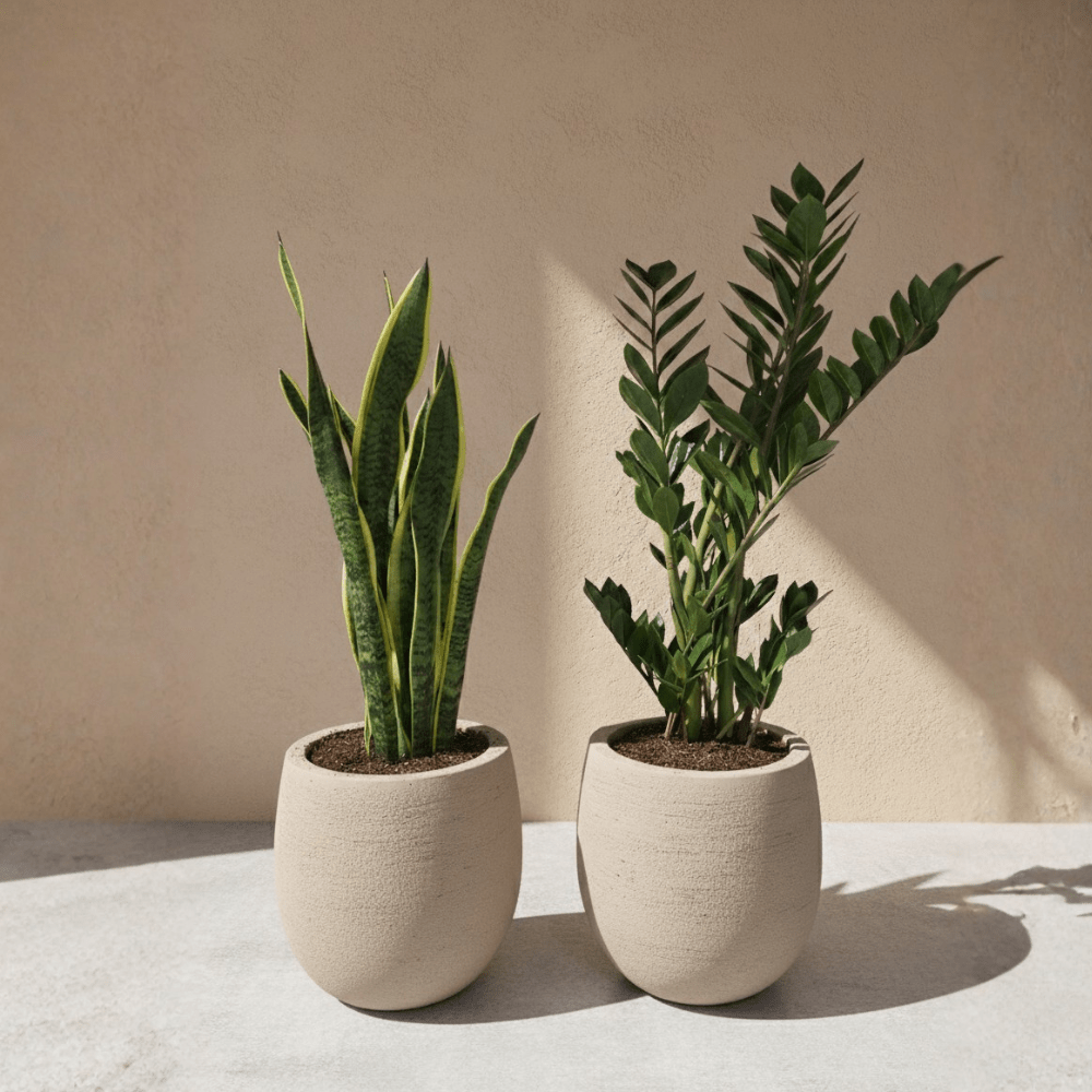 Large Beginner Set - Bostan Al Jazeera