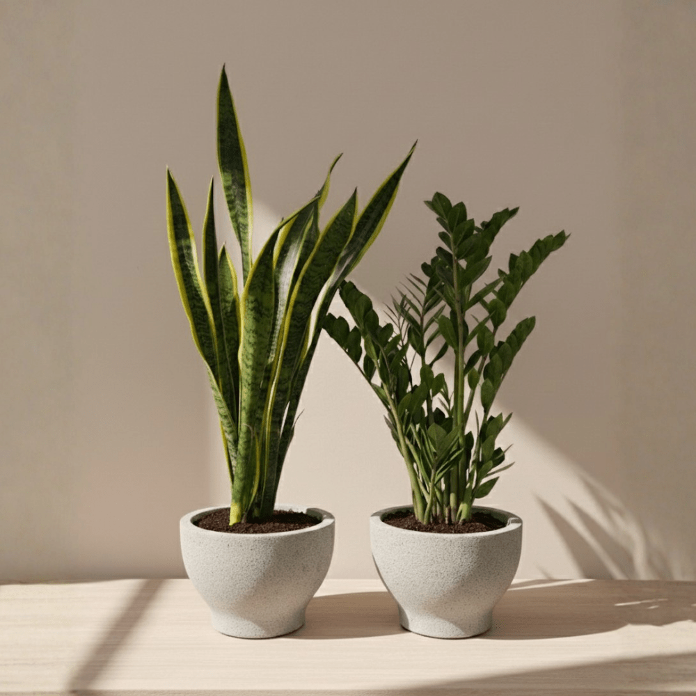 Large Beginner Set - Bostan Al Jazeera