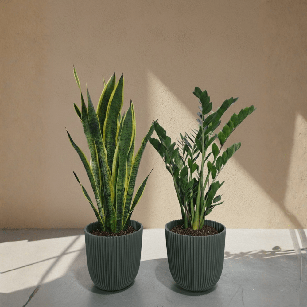 Large Beginner Set - Bostan Al Jazeera