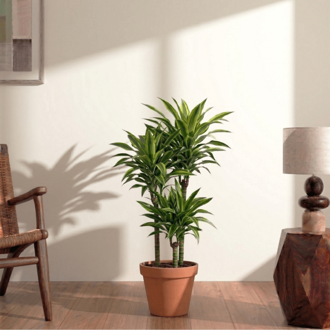 Lemon Lime (Dracaena deremensis) - Bostan