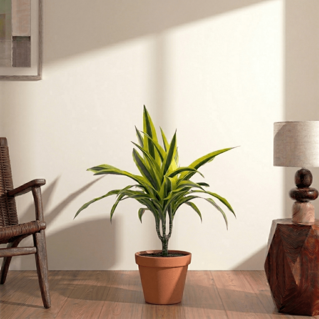 Lemon Lime (Dracaena deremensis) - Bostan